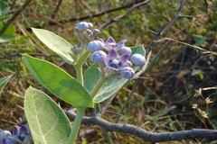 Calotropis procera